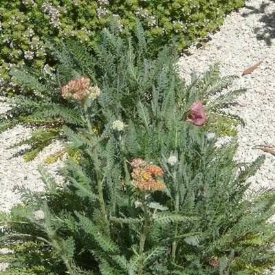 Achillea millefolium ‘Safran’