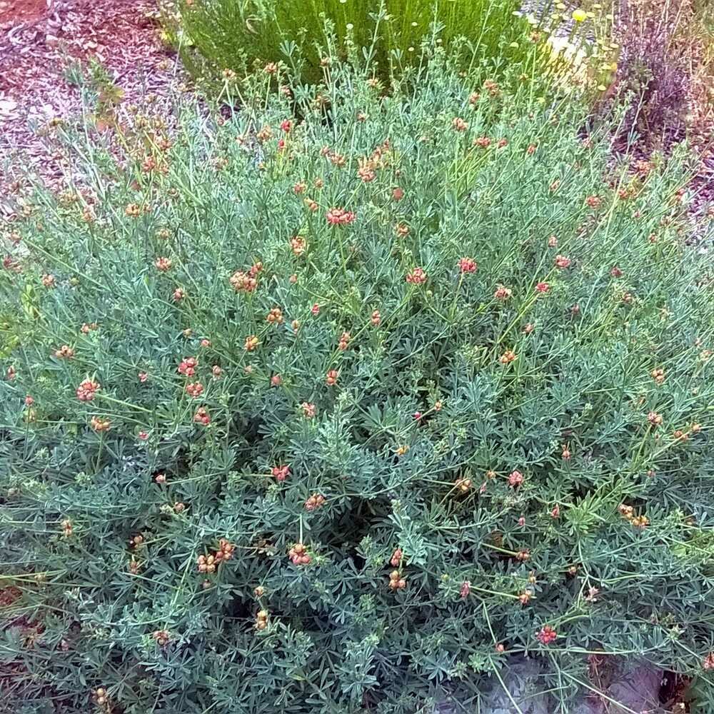 Dorycnium pentaphyllum