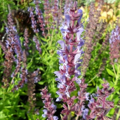 Salvia amplexicaulis