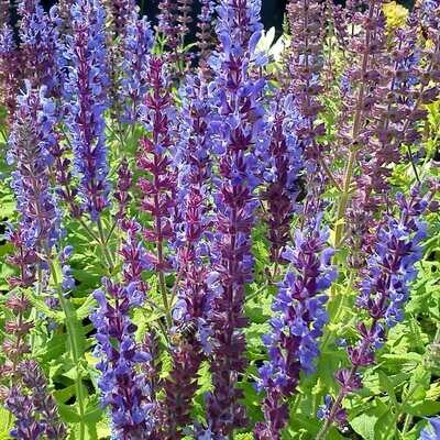 Salvia amplexicaulis