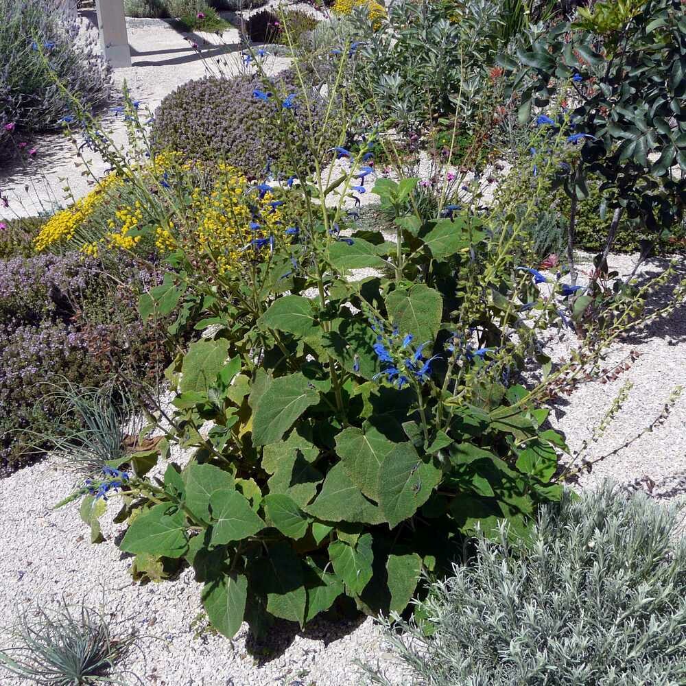 Salvia macrophylla