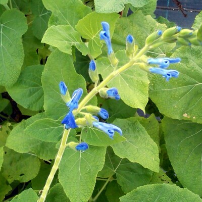 Salvia macrophylla