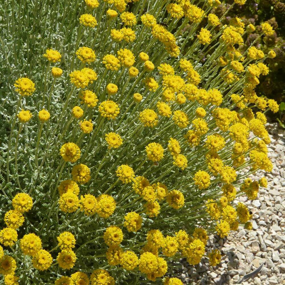 Santolina chamaecyparissus magonica