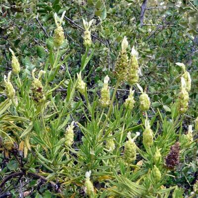 Lavandula viridis