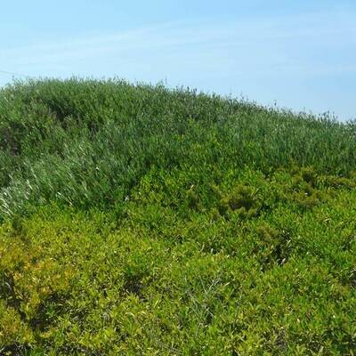 Phillyrea angustifolia