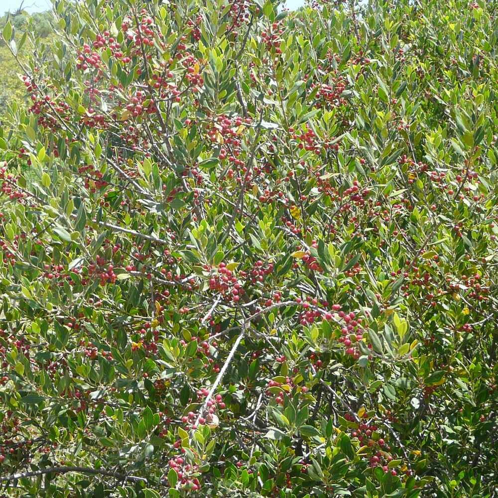 Rhamnus alaternus