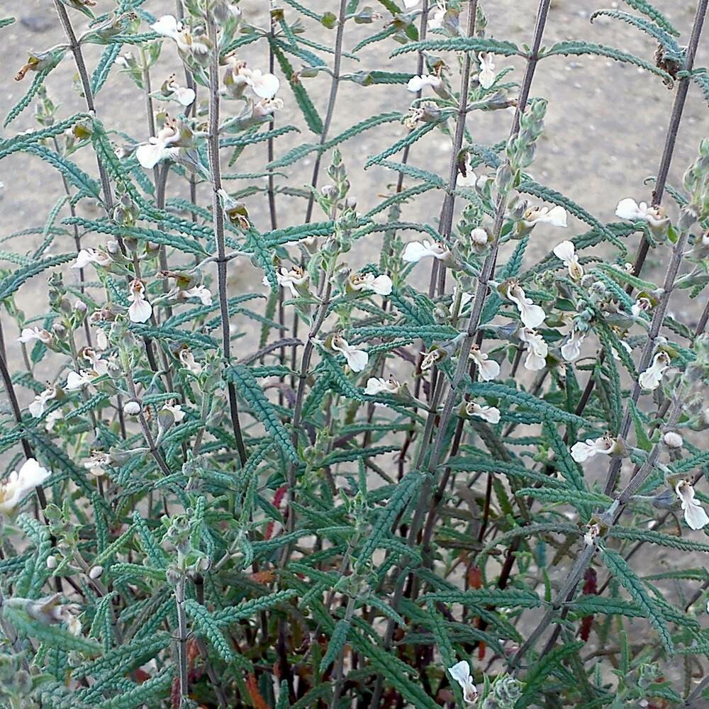 Teucrium asiaticum (Syn. Teucrium lancifolium)