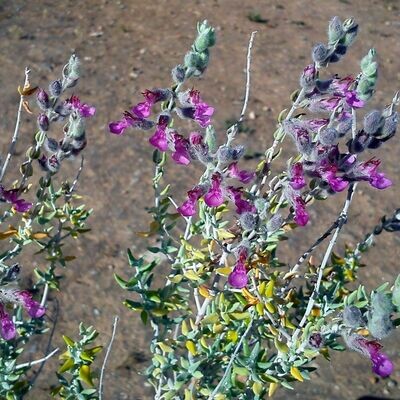 Teucrium marum