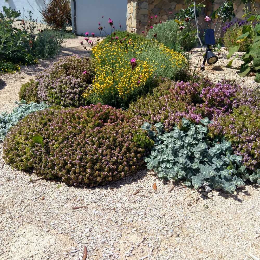 Thymus camphoratus