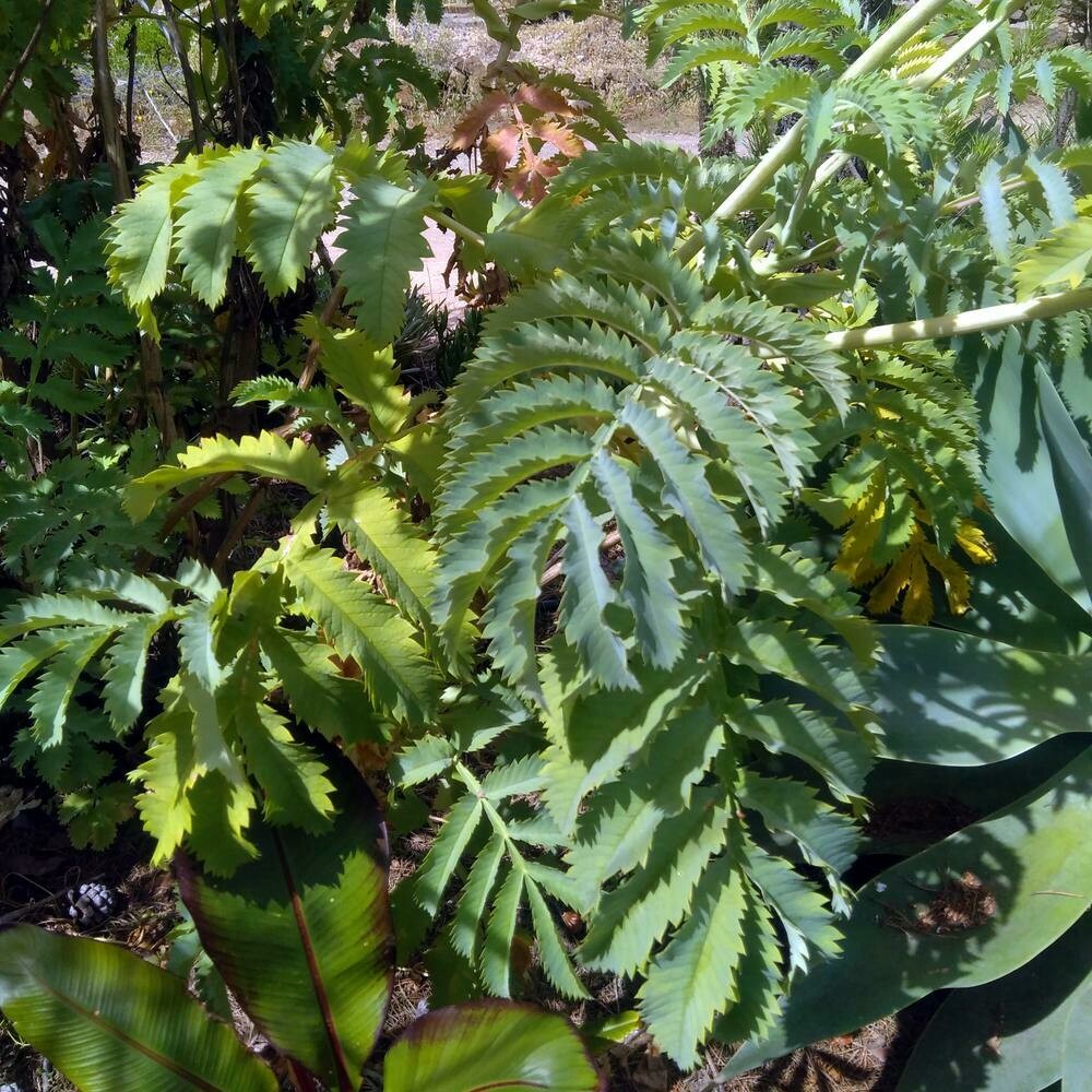 Melianthus major