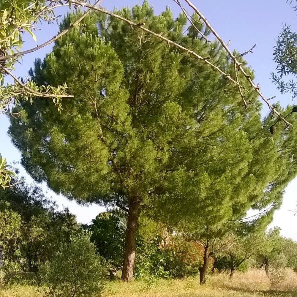 Pinus pinea