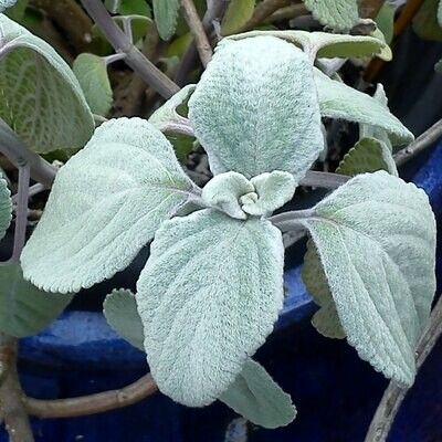 Plectranthus argentatus Plectranthus argentatus