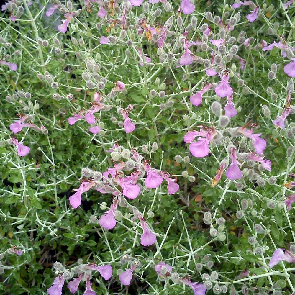 Teucrium marum subspinosum