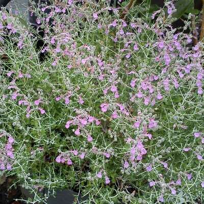 Teucrium marum subspinosum