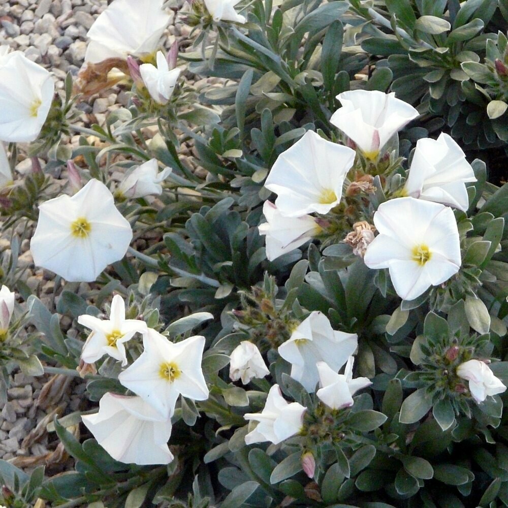 Convolvulus cneorum