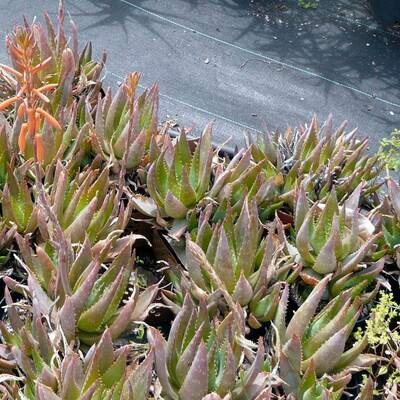 Aloe brevifolia hybrid 'Monte Rei'