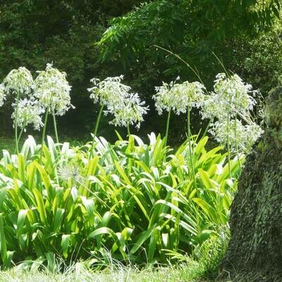 Agapanthus praecox 'Getty White'