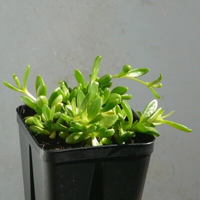 Delosperma lineare