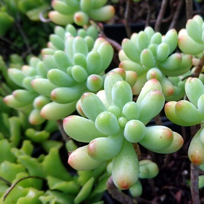 Sedum pachyphylum