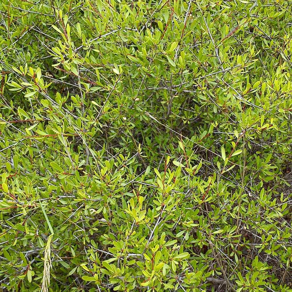 Rhamnus lycioides subsp. oleoides