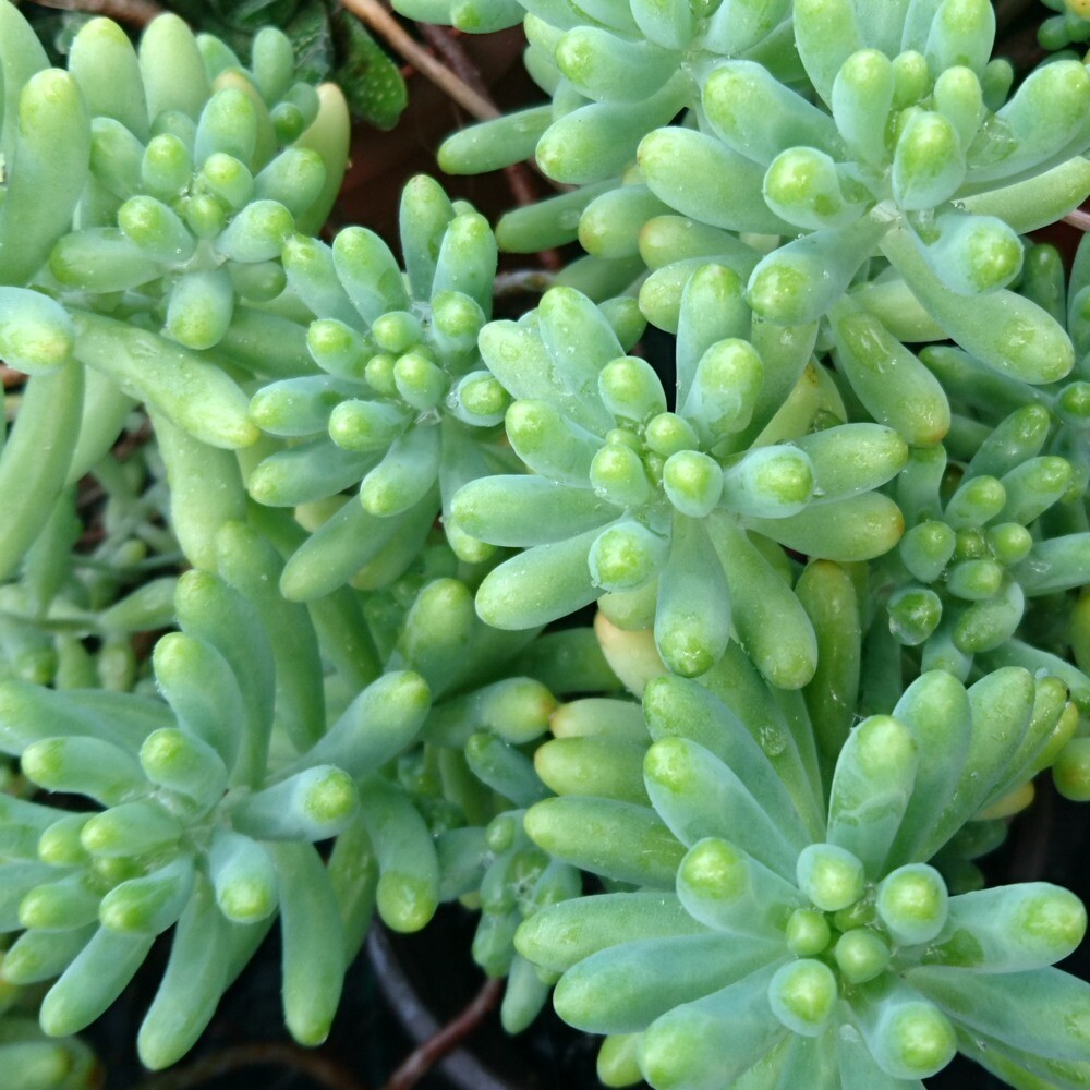 Sedum pachyphylum