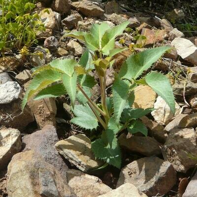 Helleborus argutifolius (Corsican Hellebore)