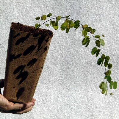 Bauhinia yunnanensis 2.4L