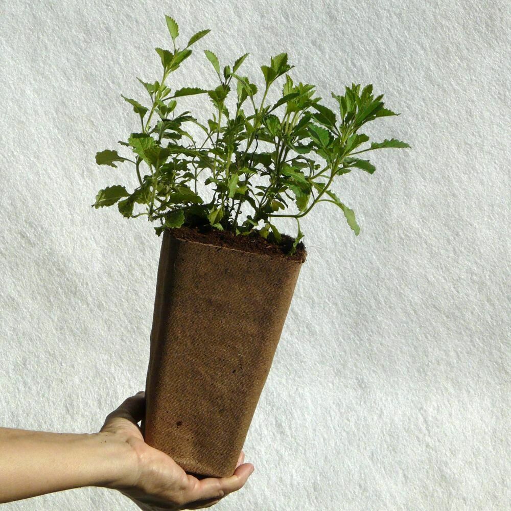 Salvia chamelaeagnea