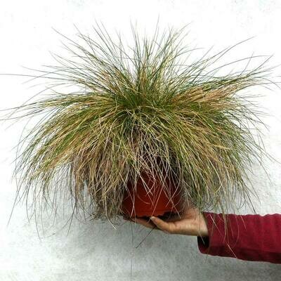 Festuca valesiaca ‘Glaucantha’