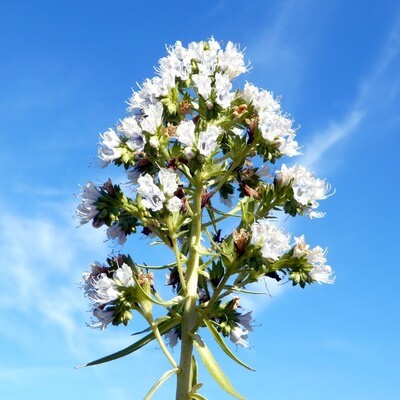 Echium decaisnei
