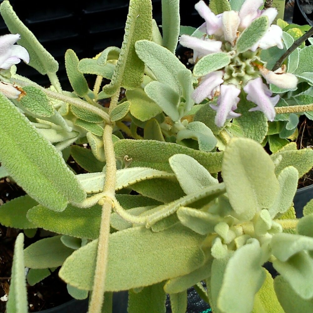 Phlomis bovei subsp. maroccana