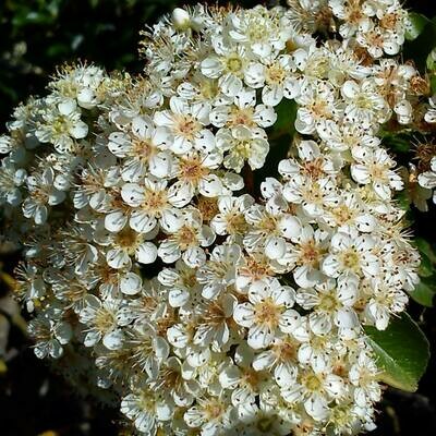 Pyracantha coccinea