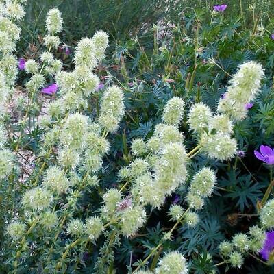 Thymus mastichina