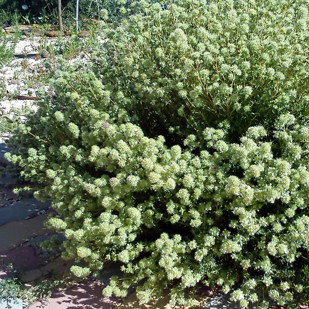 Thymus mastichina