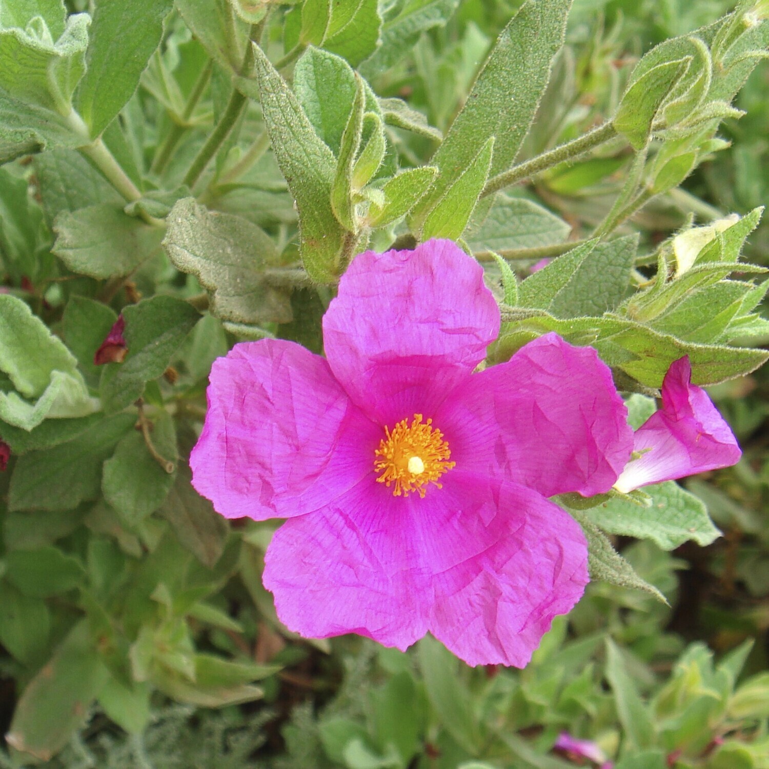Cistus creticus subsp. incanus
