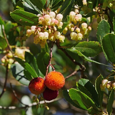 Arbutus unedo