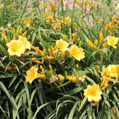 Hemerocallis 'Stella de Oro'