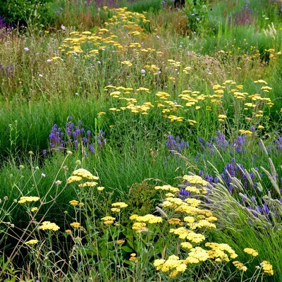 Achillea filipendulina