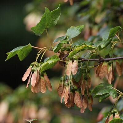 Acer monspessulanum