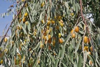 Elaeagnus angustifolia