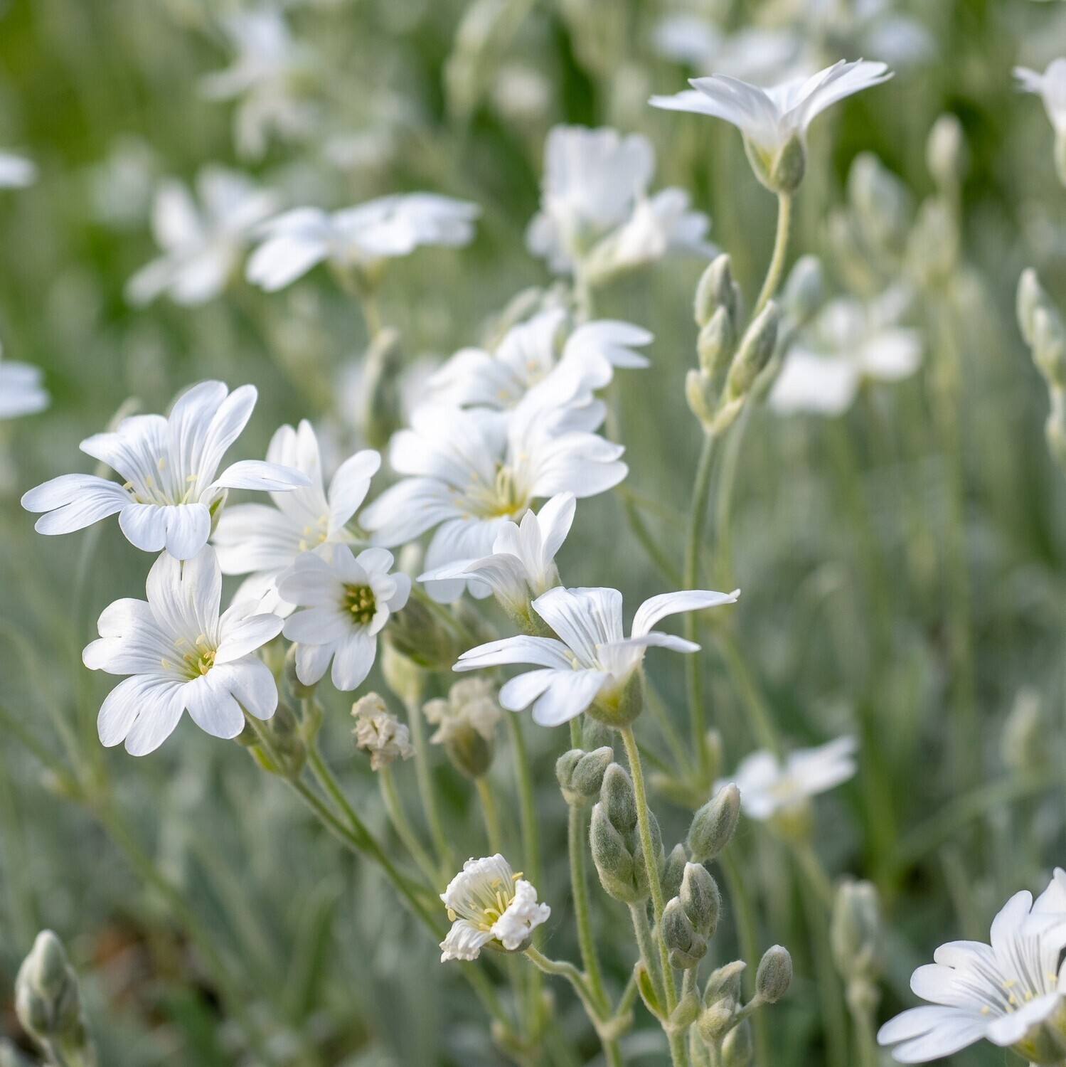 Cerastium tomentosum