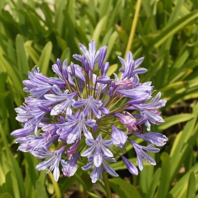 Agapanthus inapertus