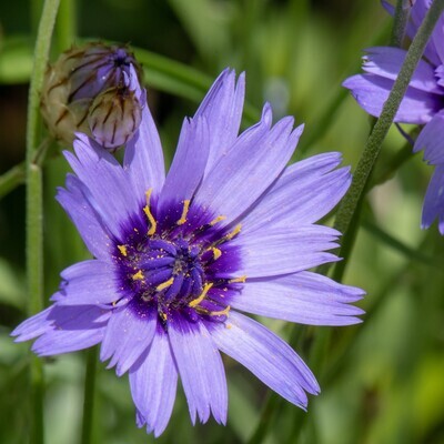 Catananche caerulea