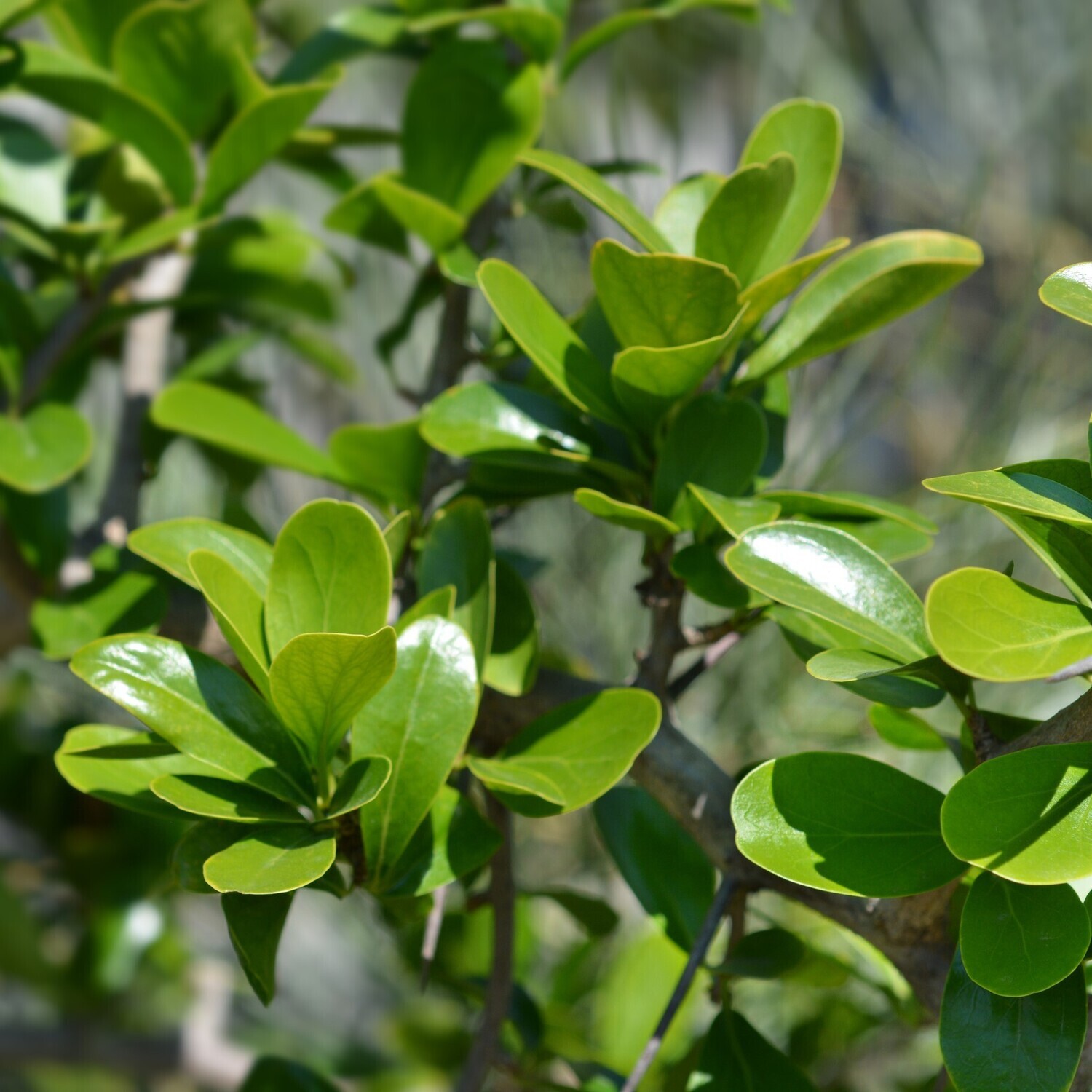 Dovyalis caffra