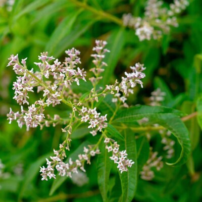 Aloysia citrodora