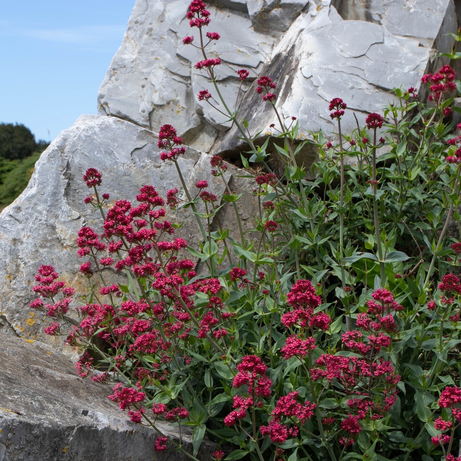Centranthus ruber var. coccineus