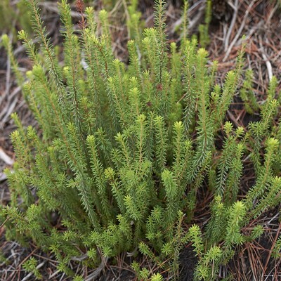 Erica multiflora