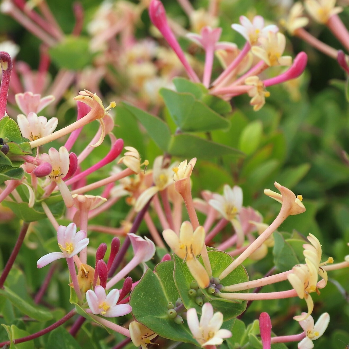 Lonicera etrusca