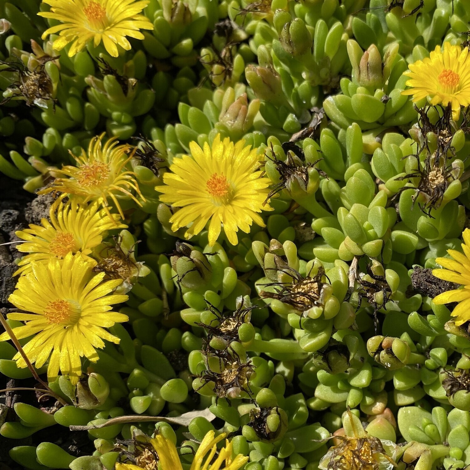 Delosperma lineare