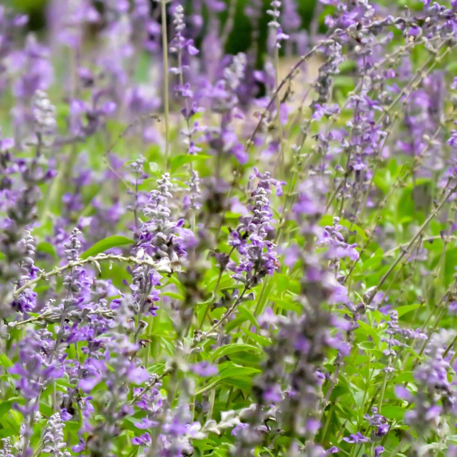 Lavandula latifolia